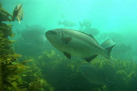 Drummer-fish - Kyphosus sydneyanus - драмер серебряный